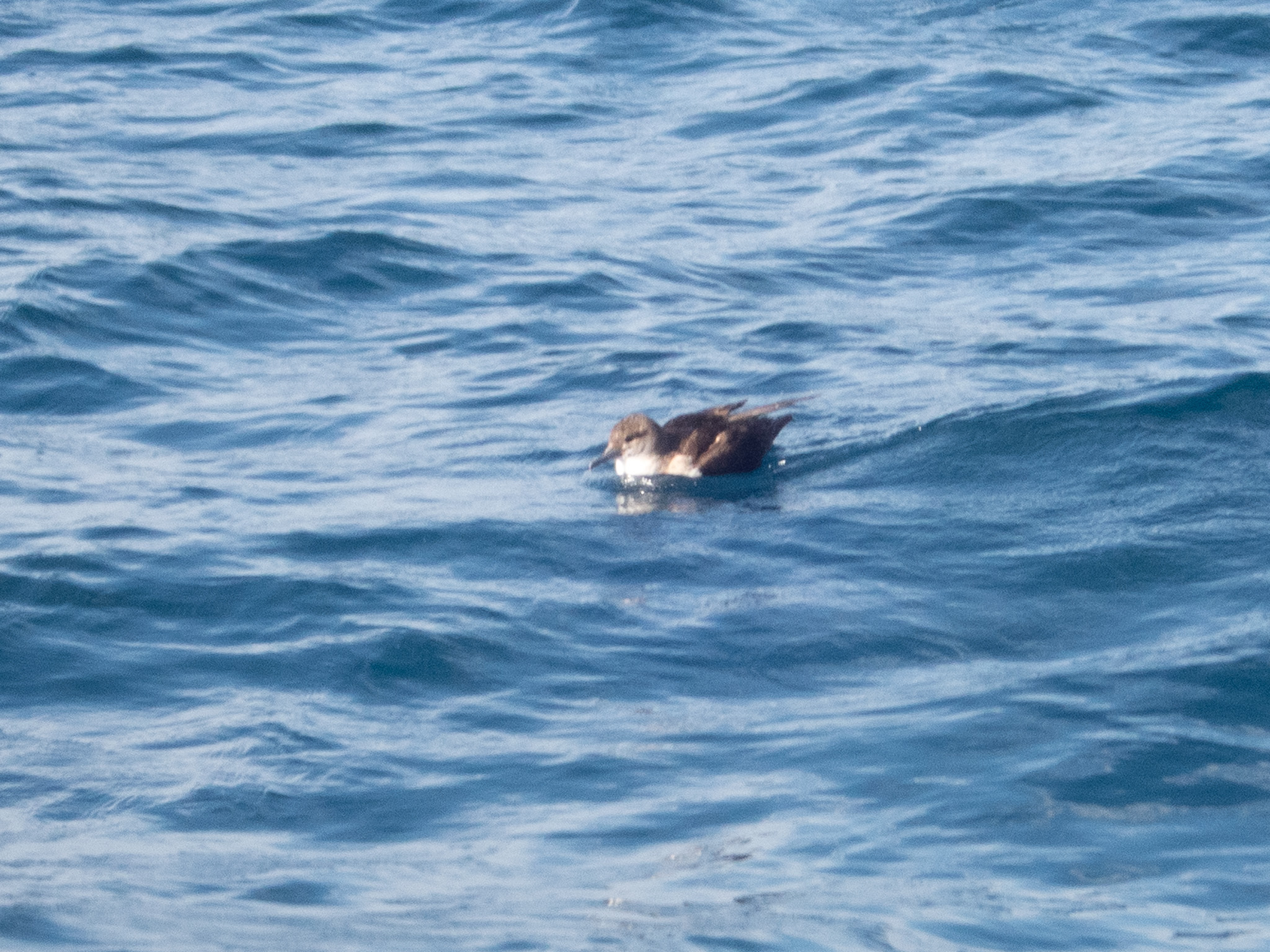 Black-vented Shearwater (Puffinus opisthomelas), photo 6