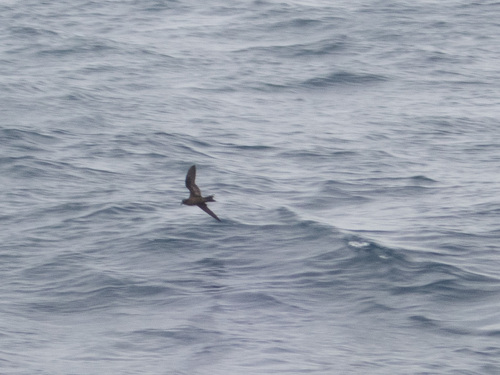 Black Storm Petrel (Hydrobates melania)