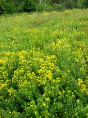 Chamaecytisus austriacus