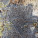 Black-bordered Shingle Lichen - Photo (c) kilasiak, some rights reserved (CC BY-NC), uploaded by kilasiak