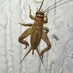 Gryllodes supplicans