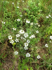 Nigella arvensis