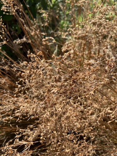 Juncus capensis (Juncus capensis)