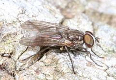 Fanniidae
