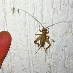 Gryllodes supplicans