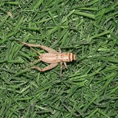 Gryllodes supplicans