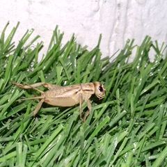 Gryllodes supplicans