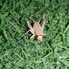 Gryllodes supplicans