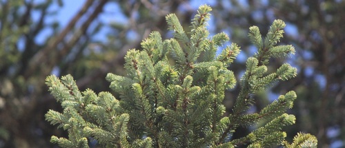 Oyamel fir (Abies religiosa)