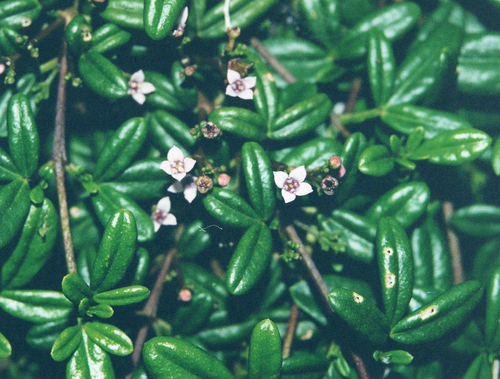 Headland zieria (Zieria prostrata)