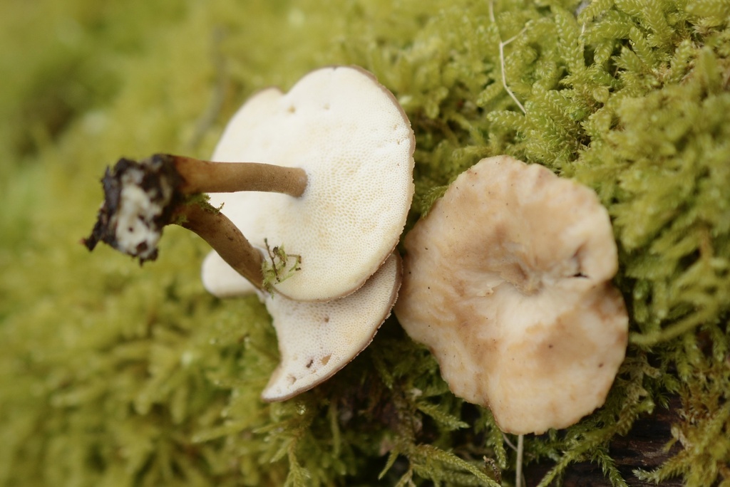 Lentinus brumalis · March 2026 · photo: © cryptomarasmius (iNaturalist, cc-by)