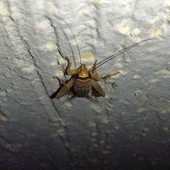 Gryllodes supplicans