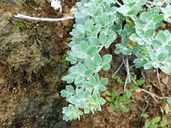 Acmispon argophyllus