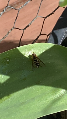 Unknown species found near Brookings