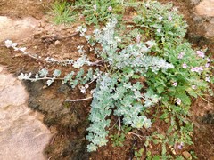 Acmispon argophyllus