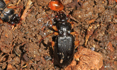 Patrobus longicornis