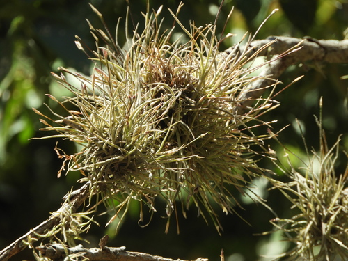 ballmoss