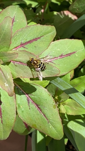 Unknown species found near Brookings
