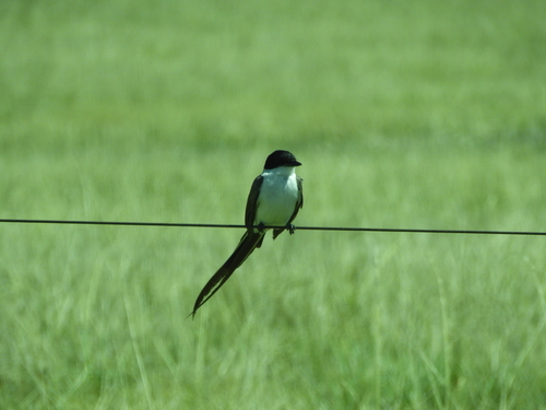Fork-tailed Flycatcher