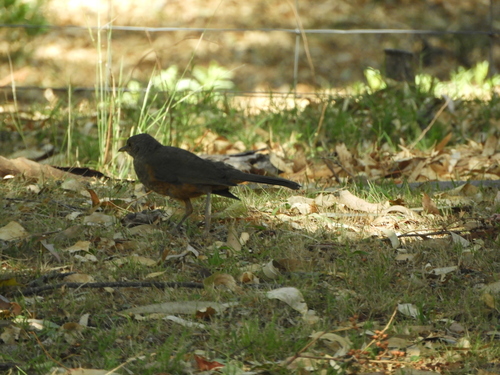 Rufous-bellied Thrush