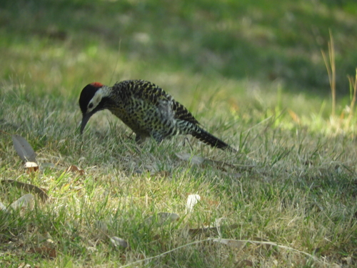 Green-barred Woodpecker