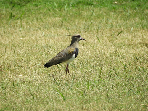 Southern Lapwing