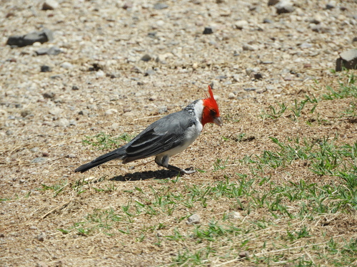 Red-crested Cardinal