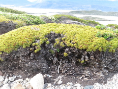 Bolax gummifera