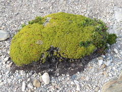 Bolax gummifera