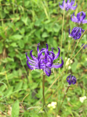 Phyteuma hemisphaericum