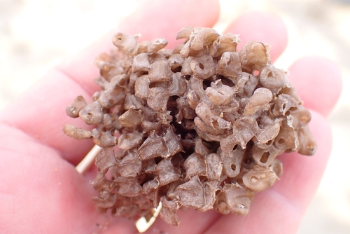 Hexaplex trunculus