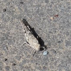 Sphingonotus rubescens
