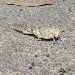 Sphingonotus rubescens