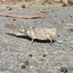 Sphingonotus rubescens