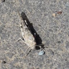 Sphingonotus rubescens