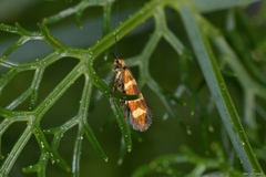 Micropterix ibericella