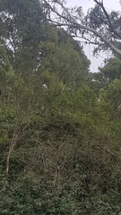 Exocarpos cupressiformis