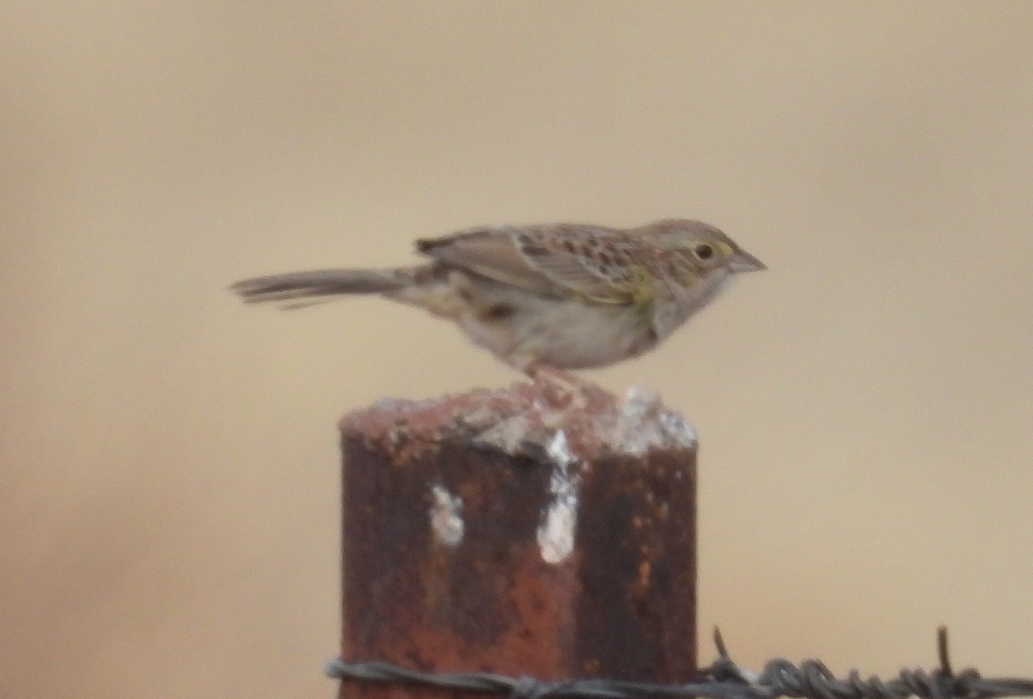 Cassin's Sparrow (Peucaea cassinii), photo 3
