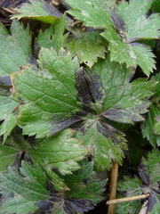 Ranunculus lanuginosus