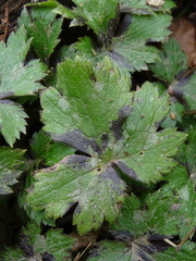 Ranunculus lanuginosus