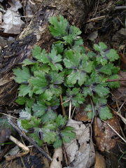 Ranunculus lanuginosus