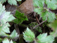 Ranunculus lanuginosus