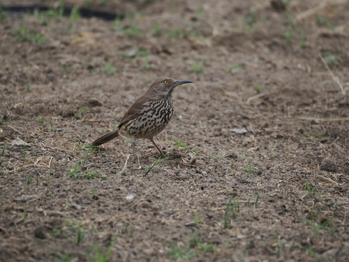 Grey Thrasher (Toxostoma cinereum), photo 3