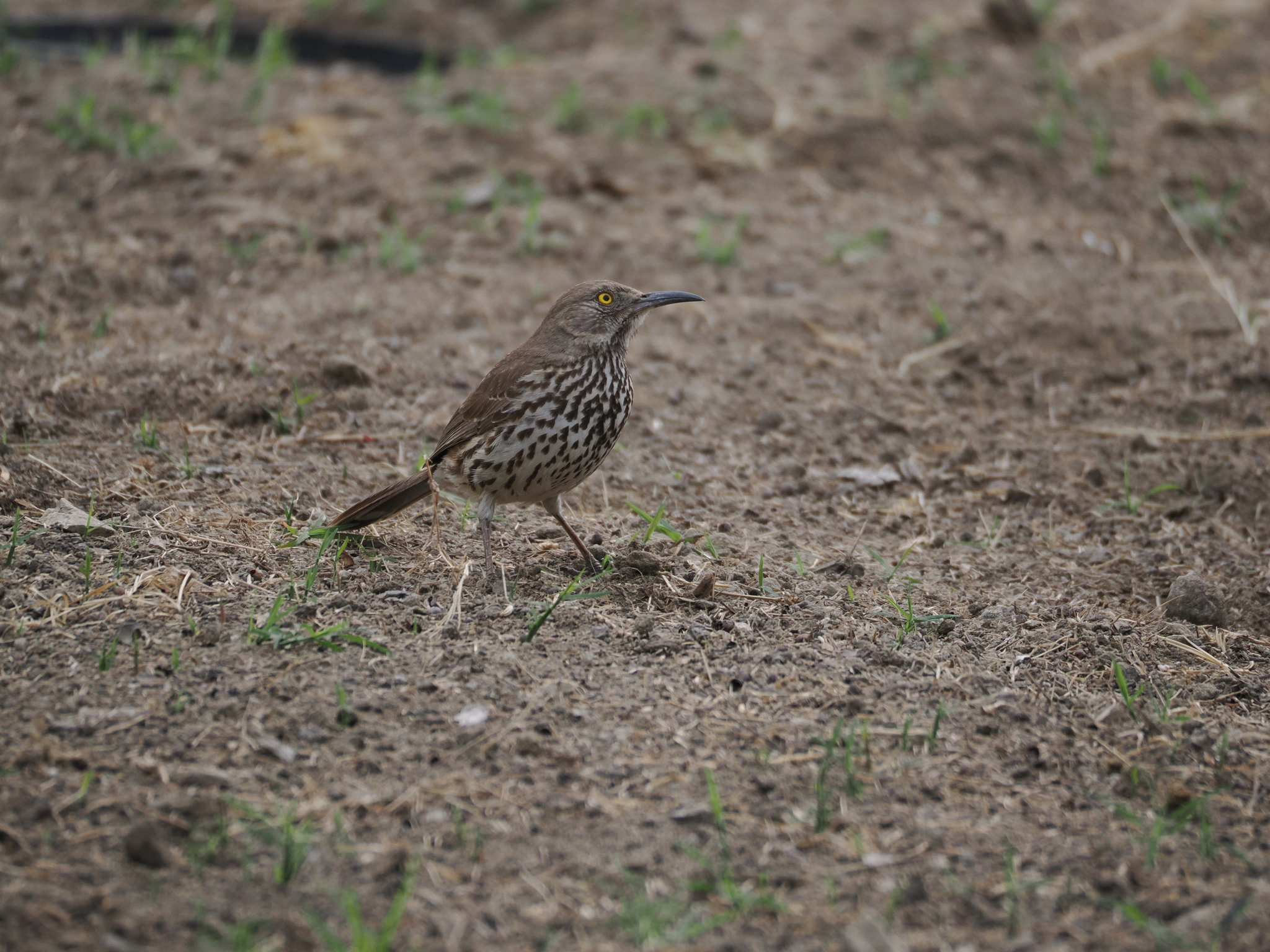 Grey Thrasher (Toxostoma cinereum), photo 3