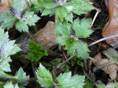 Ranunculus lanuginosus
