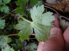 Ranunculus lanuginosus