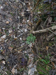 Ranunculus lanuginosus