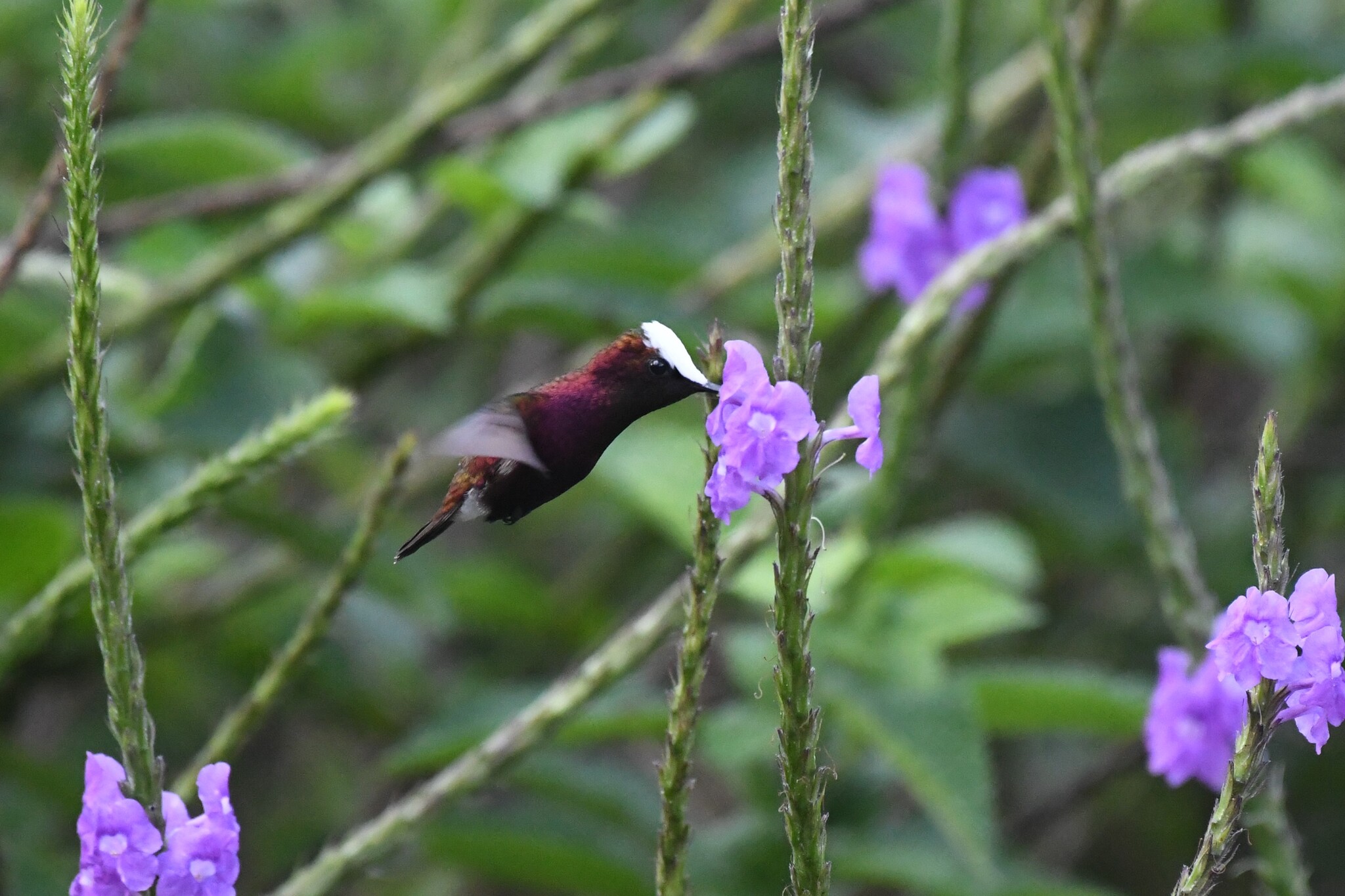 Snowcap (Microchera albocoronata), photo 5