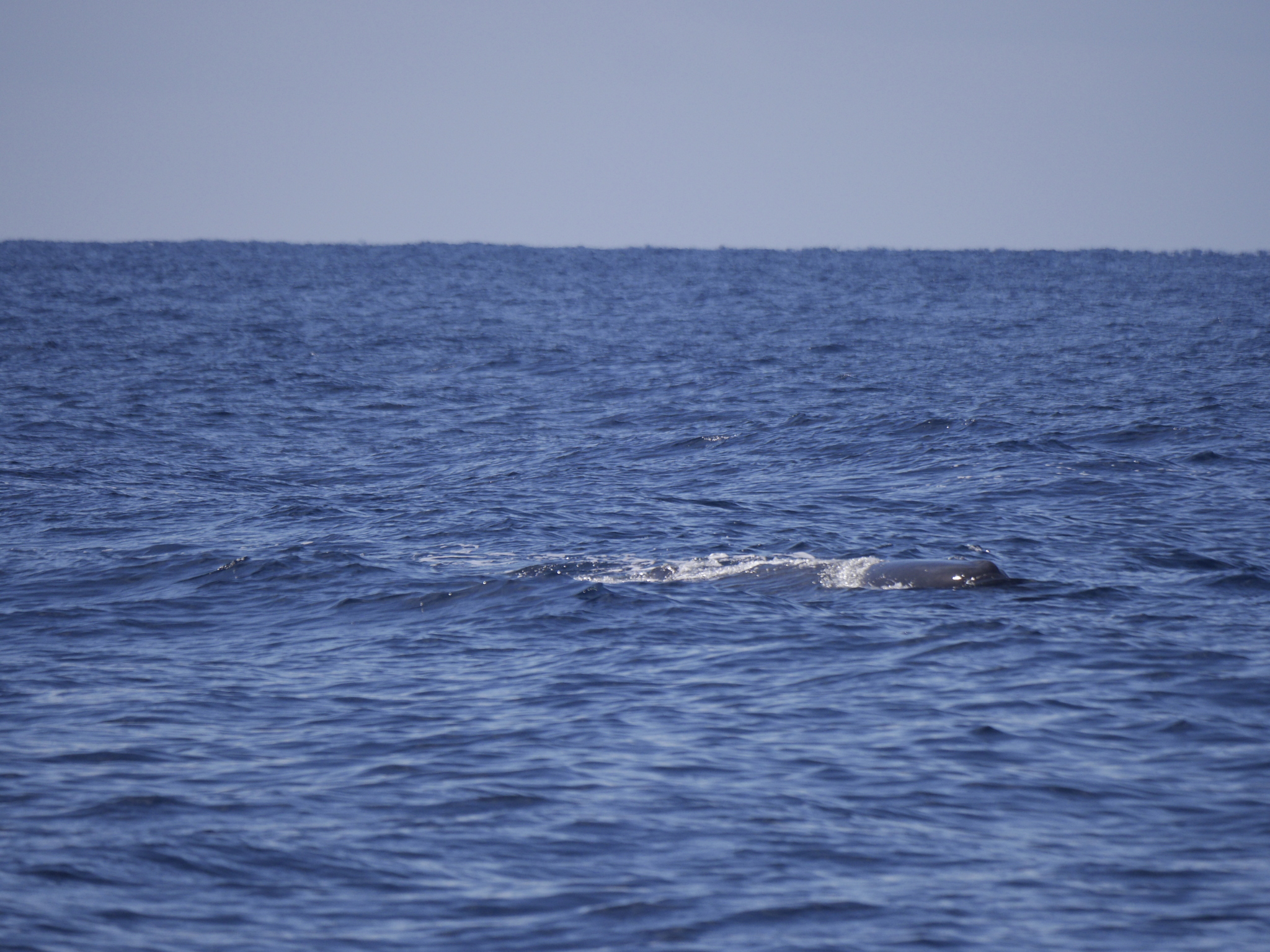 Physeter macrocephalus