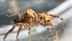 Mexigonus morosus